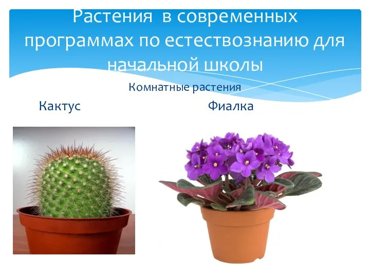 Комнатные растения Кактус Фиалка Растения в современных программах по естествознанию для начальной школы