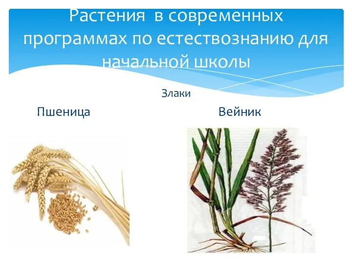 Злаки Пшеница Вейник Растения в современных программах по естествознанию для начальной школы