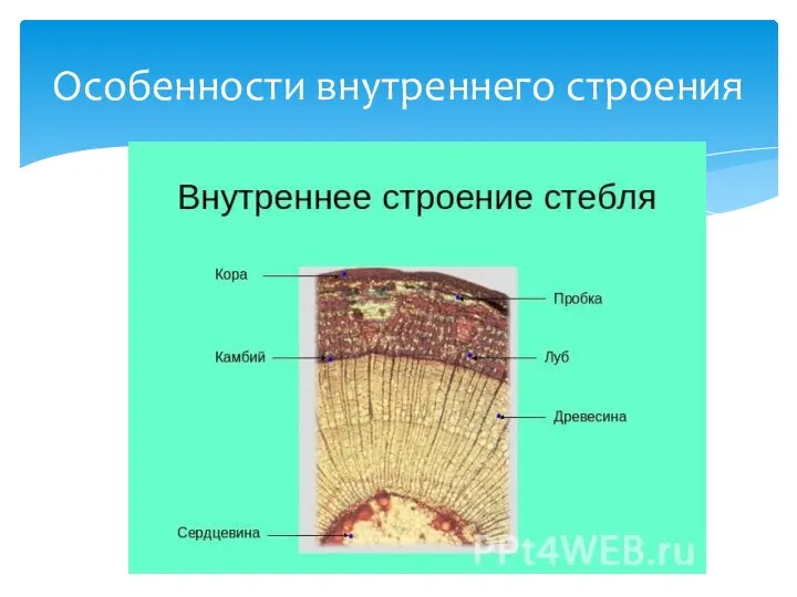 Особенности внутреннего строения