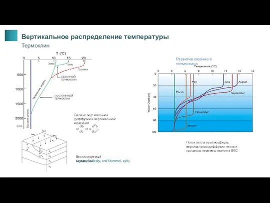 Развитие сезонного термоклина Luyten, Pedlosky, and Stommel, 1983 Вентилируемый термоклин Баланс вертикальной