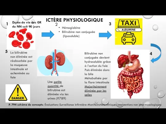 Hémoglobine Bilirubine non conjuguée (liposoluble) ALBUMINE Bilirubine non conjuguée devient hydrosoluble grâce