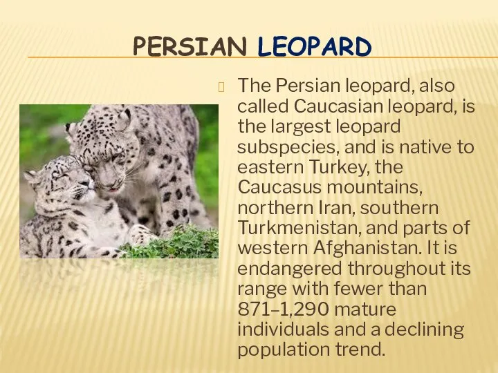 PERSIAN LEOPARD The Persian leopard, also called Caucasian leopard, is the largest