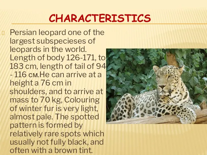 CHARACTERISTICS Persian leopard one of the largest subspecieses of leopards in the