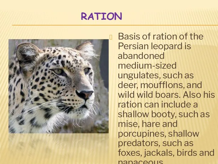 RATION Basis of ration of the Persian leopard is abandoned medium-sized ungulates,