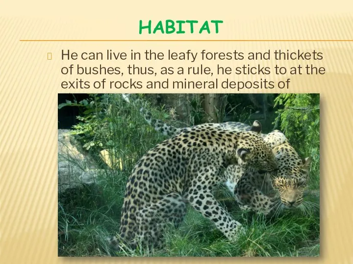 HABITAT He can live in the leafy forests and thickets of bushes,