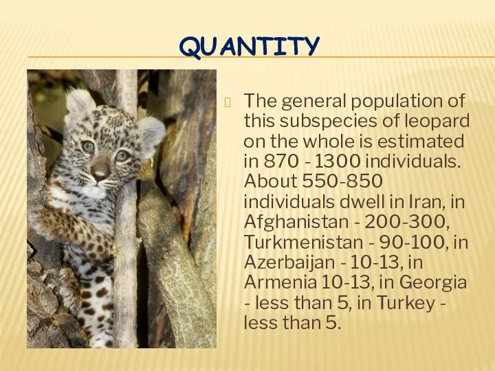 QUANTITY The general population of this subspecies of leopard on the whole