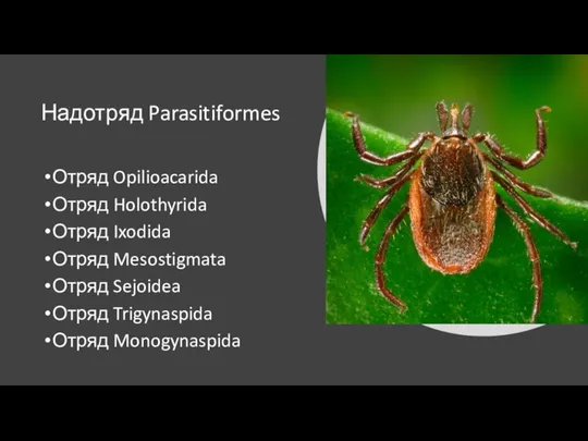 Надотряд Parasitiformes Отряд Opilioacarida Отряд Holothyrida Отряд Ixodida Отряд Mesostigmata Отряд Sejoidea Отряд Trigynaspida Отряд Monogynaspida