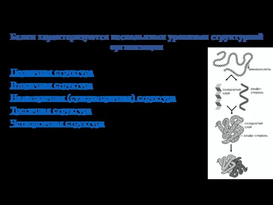 Белки характеризуются несколькими уровнями структурной организации Первичная структура Вторичная структура Надвторичная (супервторичная)