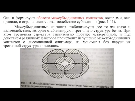 Они и формируют области межсубъединичных контактов, которыми, как правило, и ограничивается взаимодействие