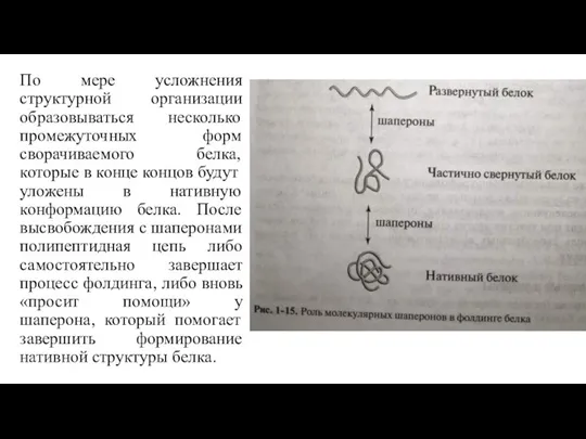 По мере усложнения структурной организации образовываться несколько промежуточных форм сворачиваемого белка, которые