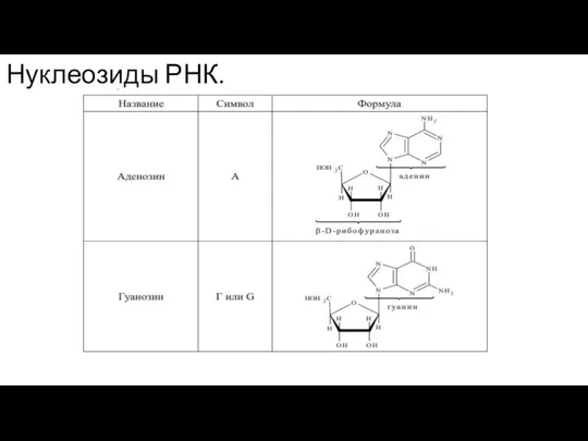 Нуклеозиды РНК.