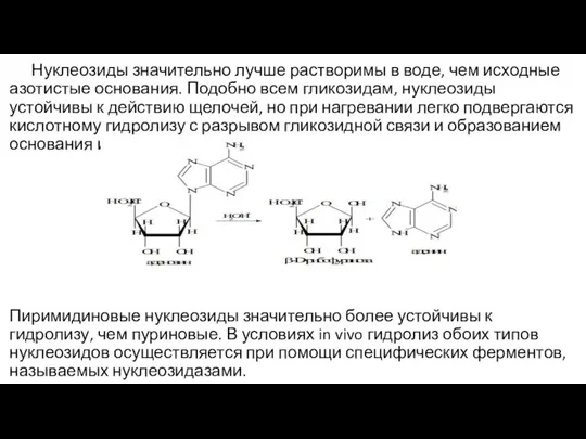 Нуклеозиды значительно лучше растворимы в воде, чем исходные азотистые основания. Подобно всем