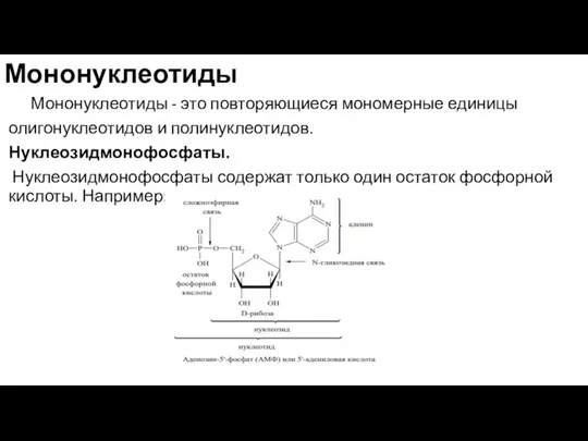 Мононуклеотиды Мононуклеотиды - это повторяющиеся мономерные единицы олигонуклеотидов и полинуклеотидов. Нуклеозидмонофосфаты. Нуклеозидмонофосфаты