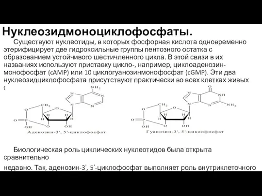 Нуклеозидмоноциклофосфаты. Существуют нуклеотиды, в которых фосфорная кислота одновременно этерифицирует две гидроксильные группы