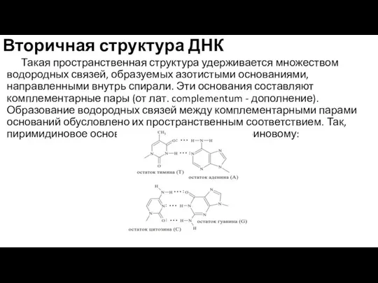 Вторичная структура ДНК Такая пространственная структура удерживается множеством водородных связей, образуемых азотистыми