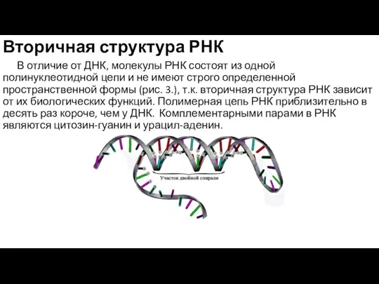 Вторичная структура РНК В отличие от ДНК, молекулы РНК состоят из одной