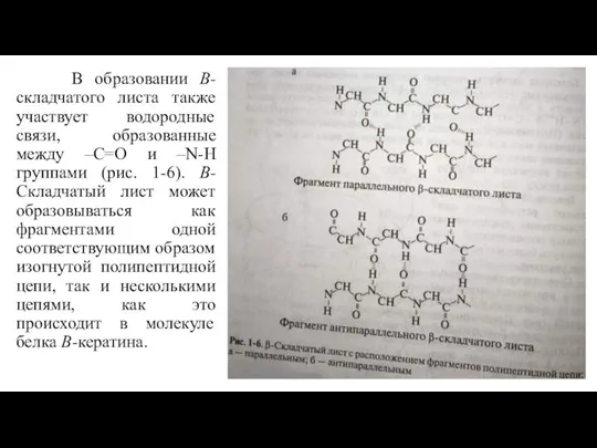 В образовании В-складчатого листа также участвует водородные связи, образованные между –С=О и