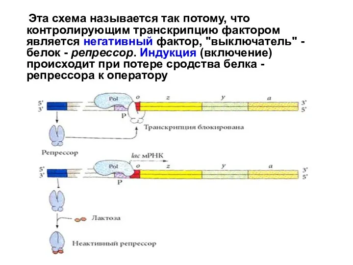 Эта схема называется так потому, что контролирующим транскрипцию фактором является негативный фактор,