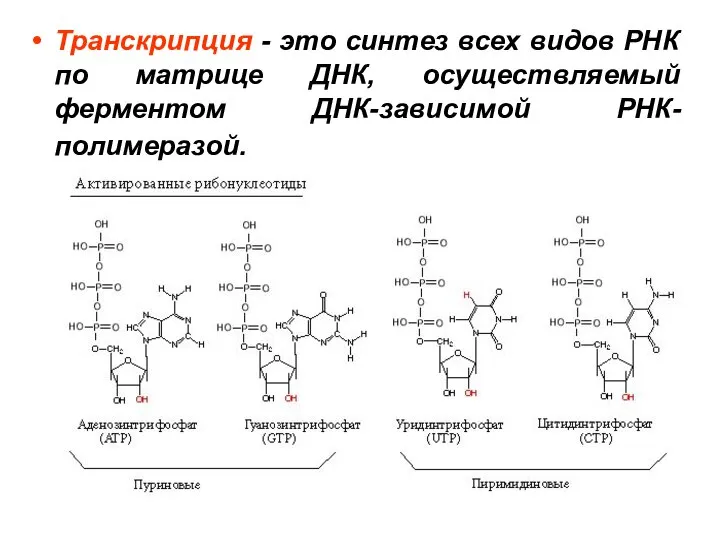 Транскрипция - это синтез всех видов РНК по матрице ДНК, осуществляемый ферментом ДНК-зависимой РНК-полимеразой.