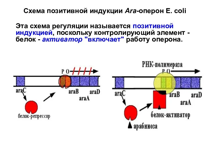 Схема позитивной индукции Аra-оперон E. сoli Эта схема регуляции называется позитивной индукцией,