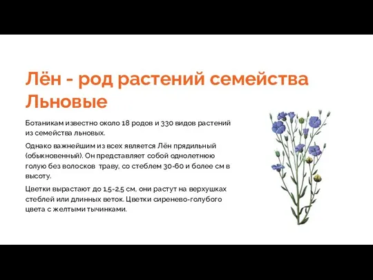 Лён - род растений семейства Льновые Ботаникам известно около 18 родов и