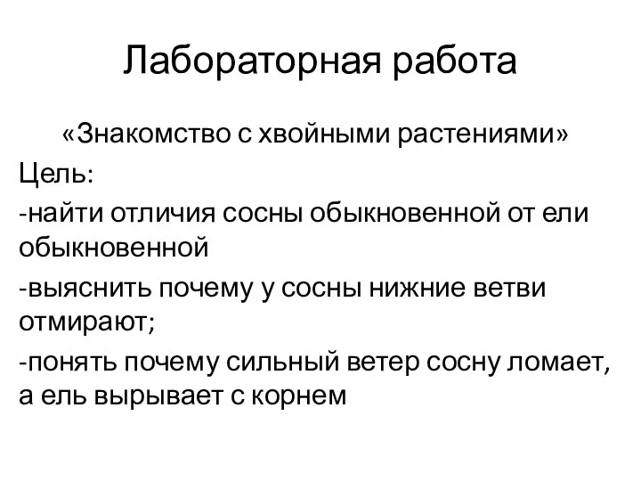 Лабораторная работа «Знакомство с хвойными растениями» Цель: -найти отличия сосны обыкновенной от