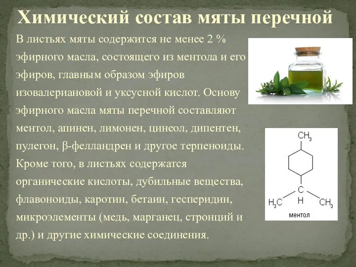 В листьях мяты содержится не менее 2 % эфирного масла, состоящего из