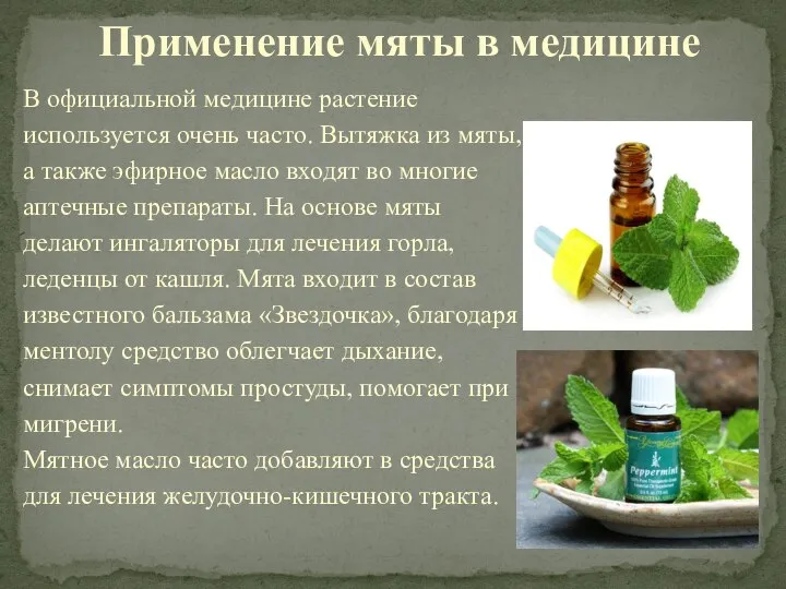 В официальной медицине растение используется очень часто. Вытяжка из мяты, а также