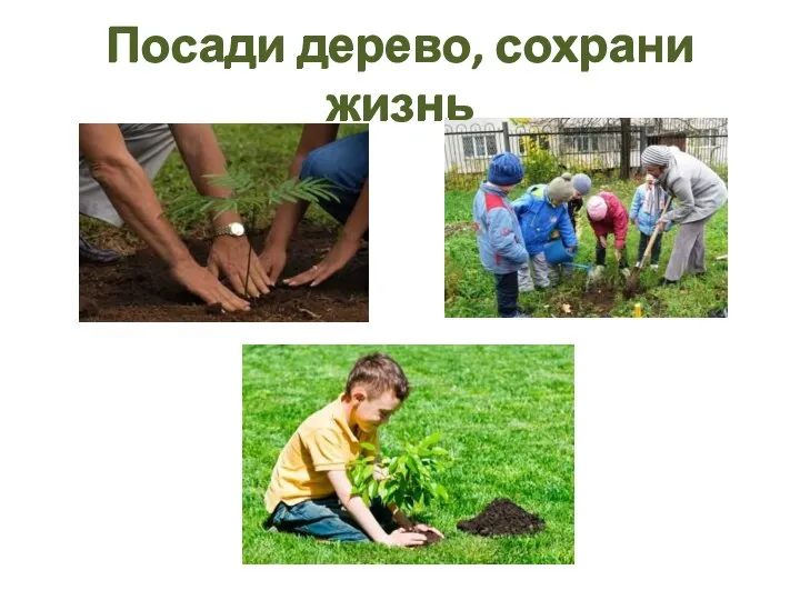 Посади дерево, сохрани жизнь Посади дерево, сохрани жизнь