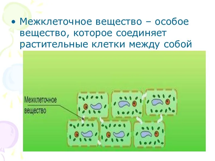 Межклеточное вещество – особое вещество, которое соединяет растительные клетки между собой