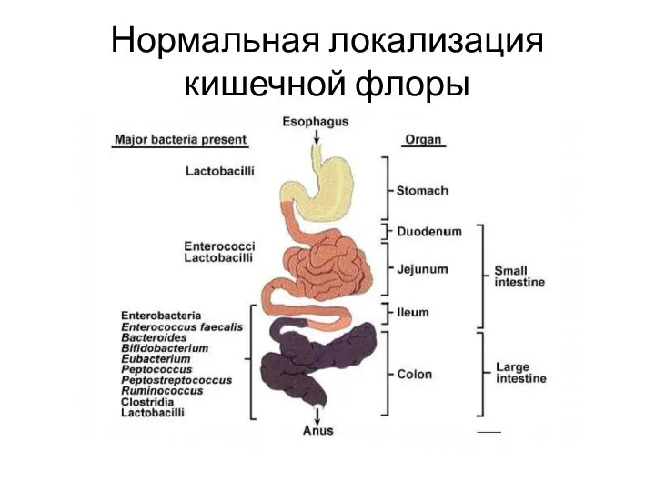 Нормальная локализация кишечной флоры