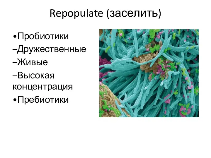 Repopulate (заселить) •Пробиотики –Дружественные –Живые –Высокая концентрация •Пребиотики