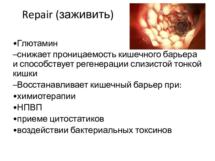 Repair (заживить) •Глютамин –снижает проницаемость кишечного барьера и способствует регенерации слизистой тонкой