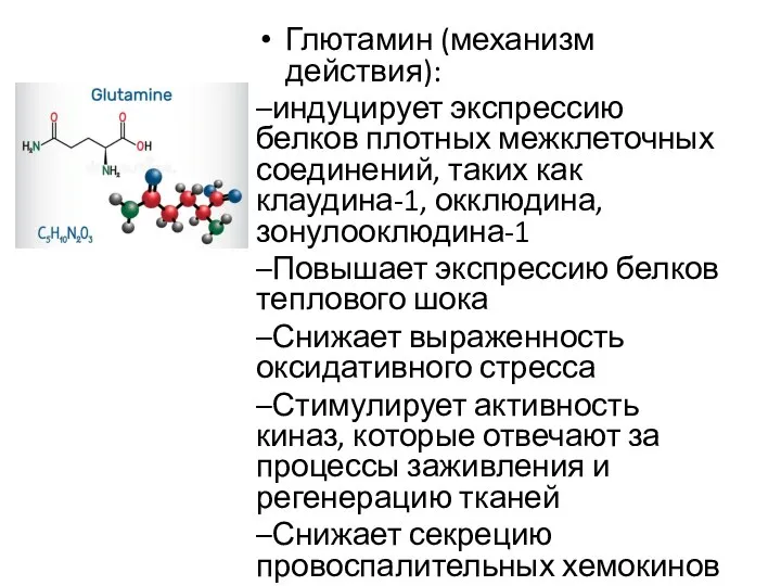 Глютамин (механизм действия): –индуцирует экспрессию белков плотных межклеточных соединений, таких как клаудина-1,