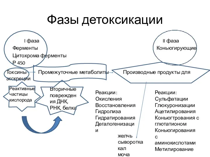 Фазы детоксикации I фаза II фаза Ферменты Коньюгирующие Цитохрома ферменты Р 450