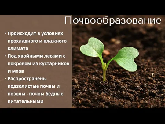 Происходит в условиях прохладного и влажного климата Под хвойными лесами с покровом