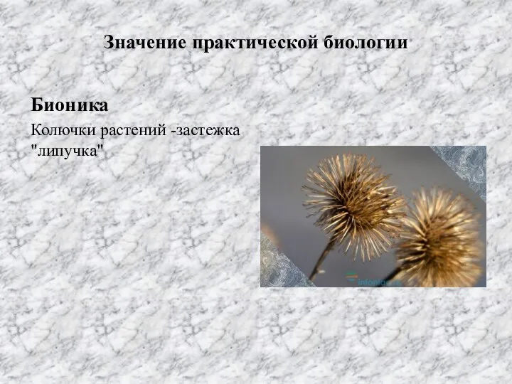 Значение практической биологии Бионика Колючки растений -застежка "липучка"