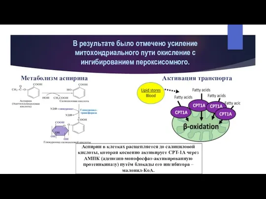 В результате было отмечено усиление митохондриального пути окисление с ингибированием пероксисомного. Метаболизм