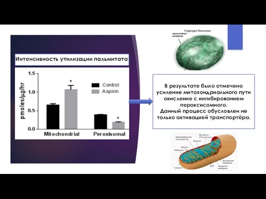 В результате было отмечено усиление митохондриального пути окисление с ингибированием пероксисомного. Данный