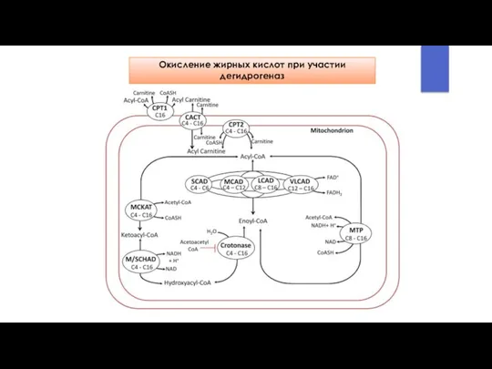 Окисление жирных кислот при участии дегидрогеназ