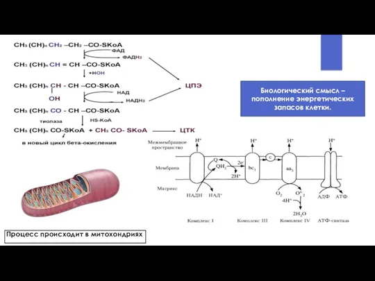 Биологический смысл – пополнение энергетических запасов клетки. Процесс происходит в митохондриях