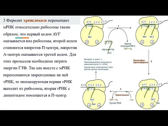 3 Фермент транслоказа перемещает мРНК относительно рибосомы таким образом, что первый кодон