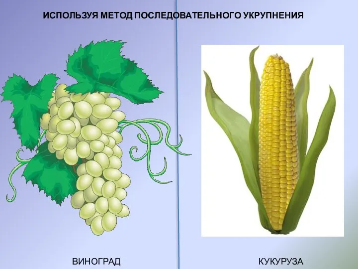 ВИНОГРАД КУКУРУЗА ИСПОЛЬЗУЯ МЕТОД ПОСЛЕДОВАТЕЛЬНОГО УКРУПНЕНИЯ