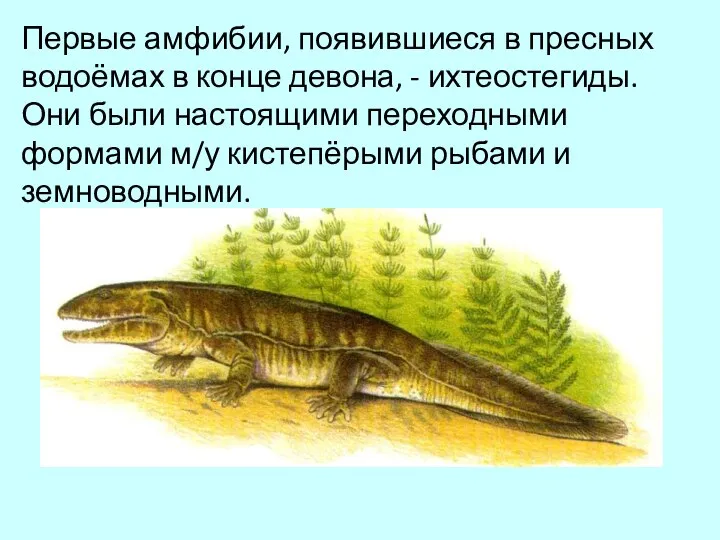 Первые амфибии, появившиеся в пресных водоёмах в конце девона, - ихтеостегиды. Они