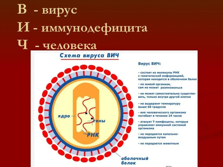 В - вирус И - иммунодефицита Ч - человека