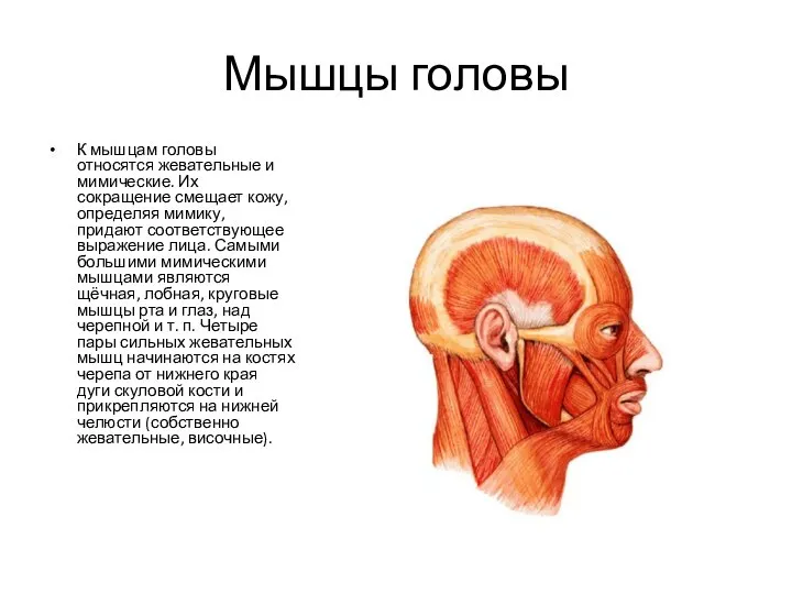 Мышцы головы К мышцам головы относятся жевательные и мимические. Их сокращение смещает