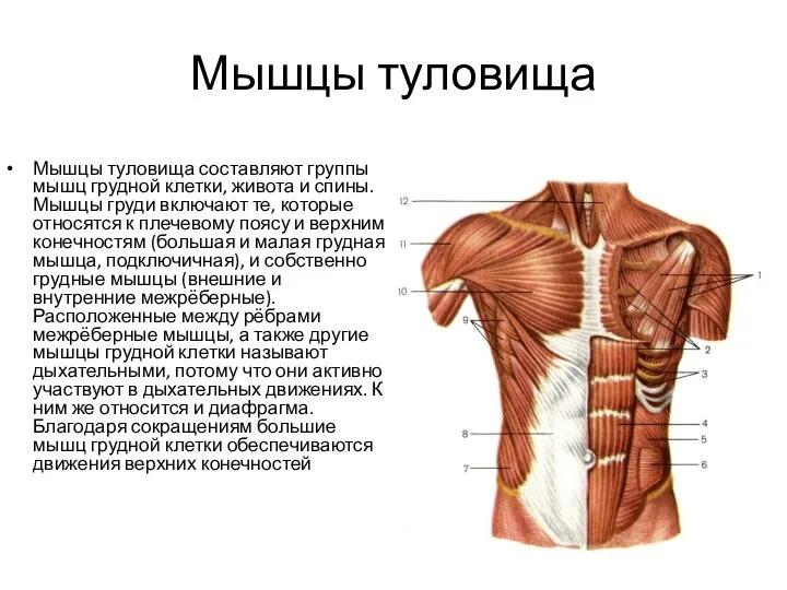 Мышцы туловища Мышцы туловища составляют группы мышц грудной клетки, живота и спины.