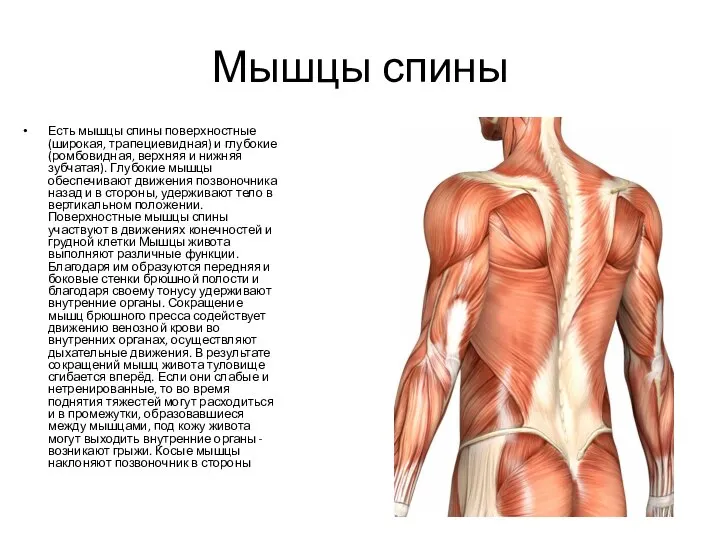 Мышцы спины Есть мышцы спины поверхностные (широкая, трапециевидная) и глубокие (ромбовидная, верхняя