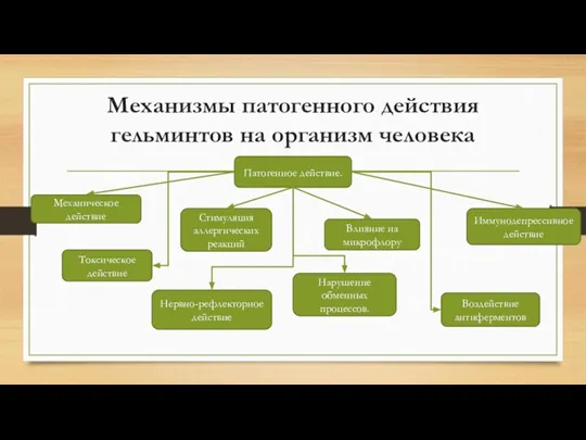 Механизмы патогенного действия гельминтов на организм человека Патогенное действие. Механическое действие Стимуляция