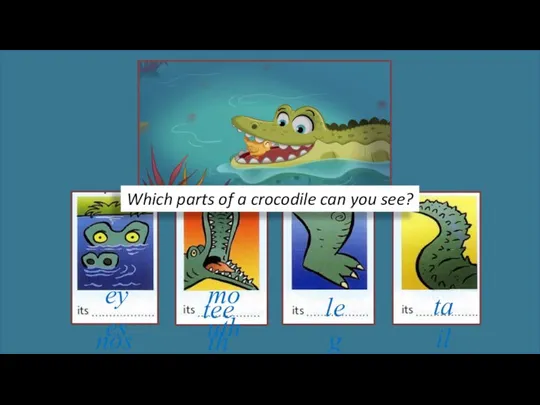 Which parts of a crocodile can you see? eyes nose mouth teeth leg tail